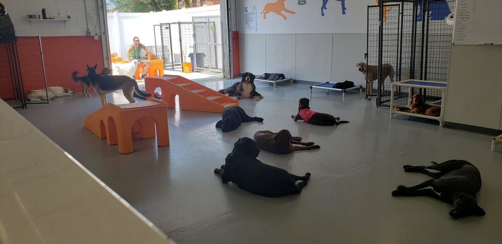 Canine to Five, lying around in Doggy Daycare
