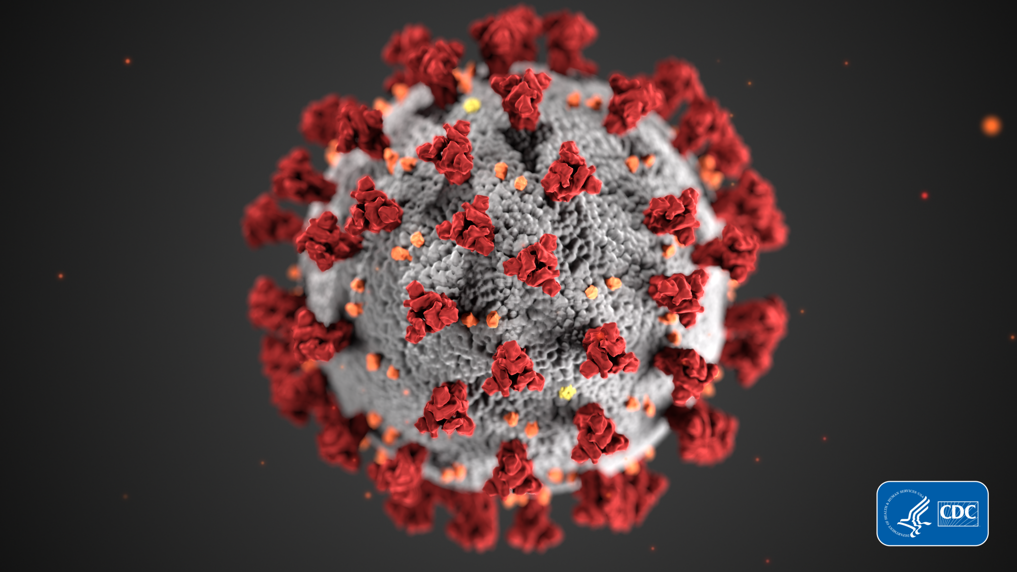 coronavirus AN ILLUSTRATION OF COVID-19, CREATED AT THE CENTERS FOR DISEASE CONTROL AND PREVENTION (CDC)