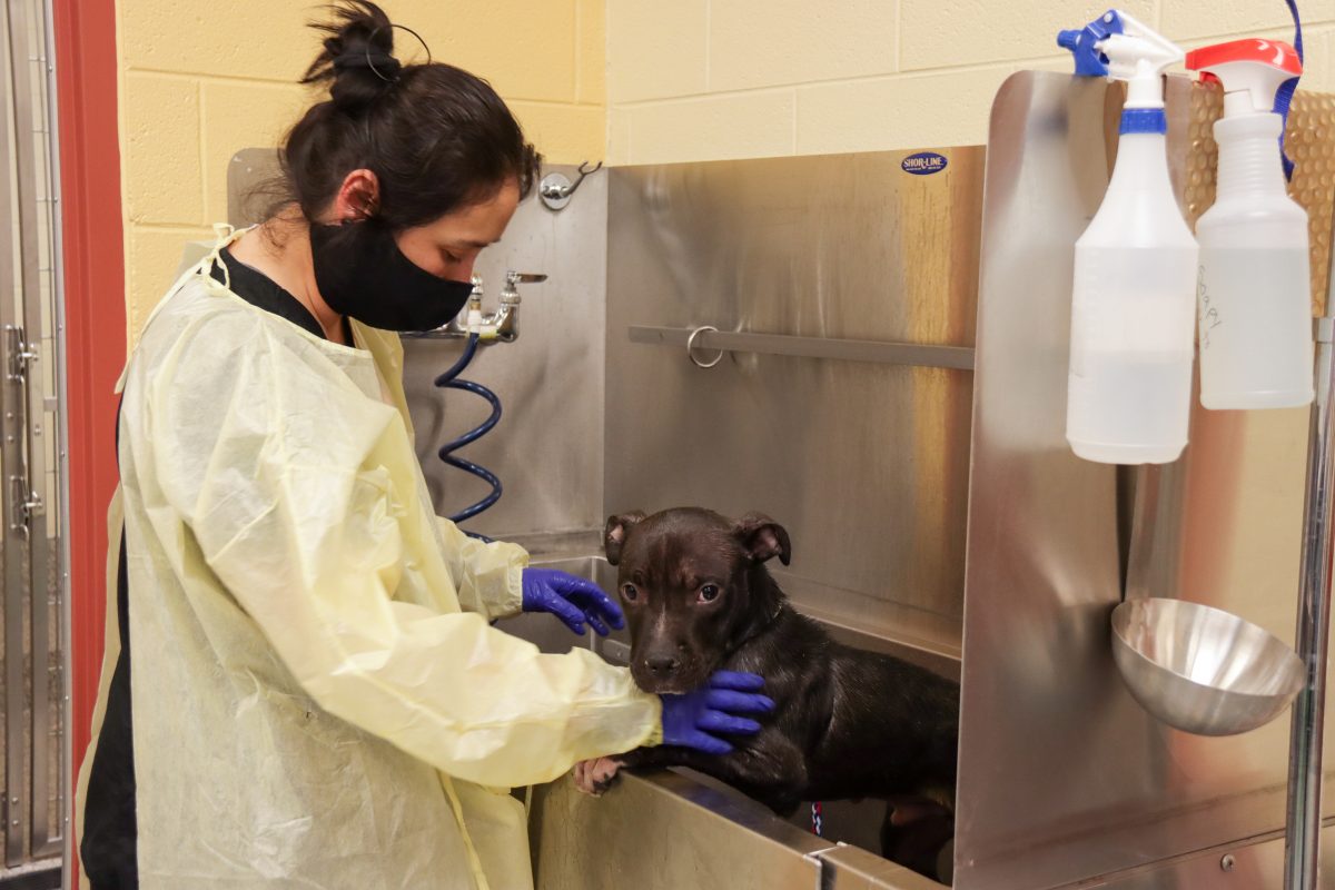 THE MICHIGAN HUMANE SOCIETY HAS TAKEN SPECIAL MEASURES AMID THE ONGOING PANDEMIC. PHOTO MICHIGAN HUMANE SOCIETY
