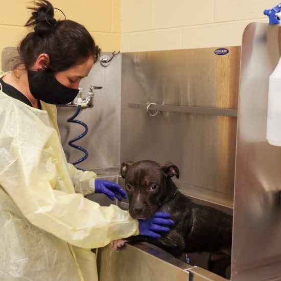 THE MICHIGAN HUMANE SOCIETY HAS TAKEN SPECIAL MEASURES AMID THE ONGOING PANDEMIC. PHOTO MICHIGAN HUMANE SOCIETY