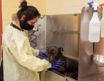 THE MICHIGAN HUMANE SOCIETY HAS TAKEN SPECIAL MEASURES AMID THE ONGOING PANDEMIC. PHOTO MICHIGAN HUMANE SOCIETY