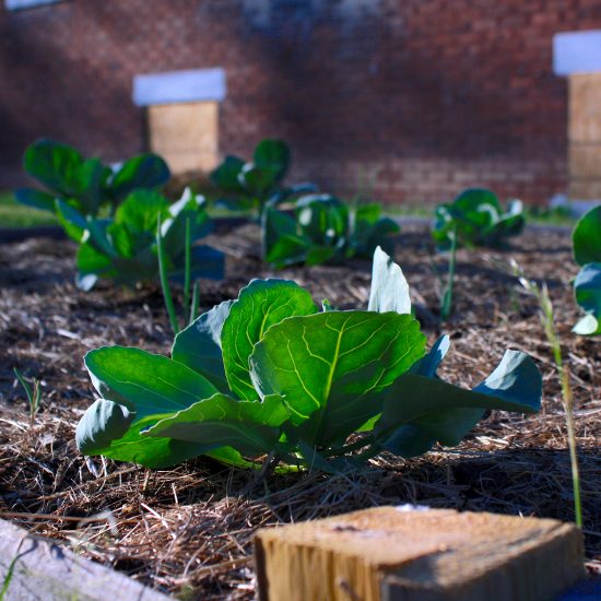 conscious CABBAGES GROWING IN A DETROITERS RAISED BED GARDEN