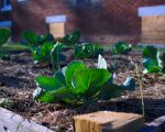 conscious CABBAGES GROWING IN A DETROITERS RAISED BED GARDEN