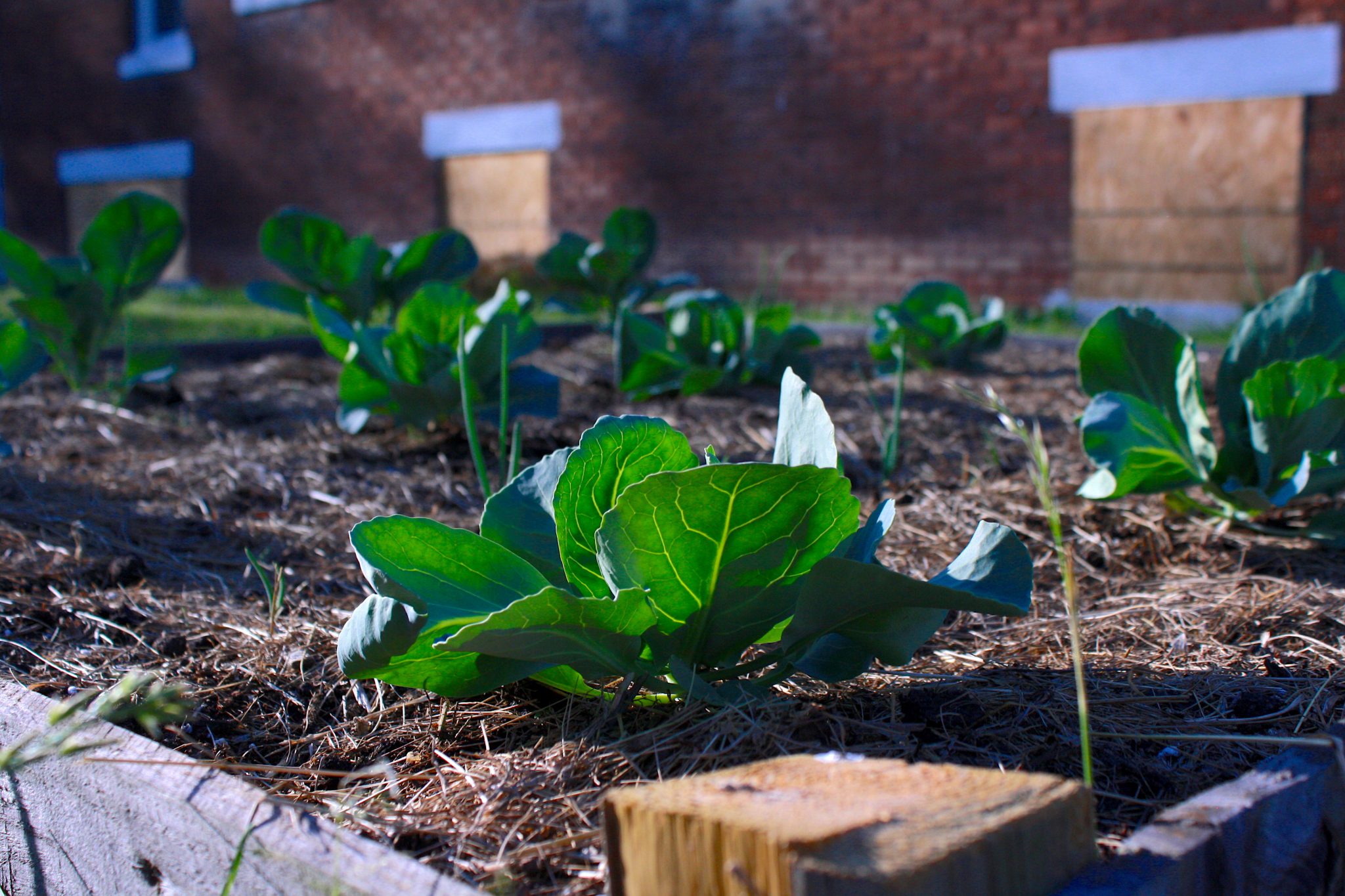 conscious CABBAGES GROWING IN A DETROITERS RAISED BED GARDEN