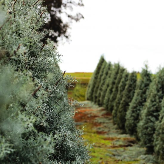 TREE FARMS