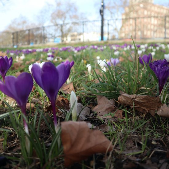 CROCUSES PHOTO CALL ME FRED UNSPLASH