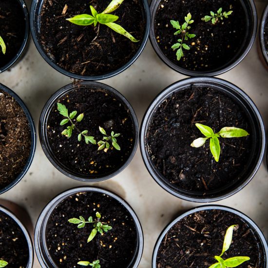 seeds // potted plants // VEGETABLE SEEDLINGS; PHOTO BY MARKUS SPISKE; UNSPLASH