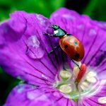 photography of ladybug on a flower