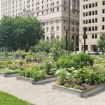 Lafayette Green Urbans Garden-the greening of detroit