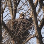 Bald Eagle at nest Feb. 2019 diane cheklich