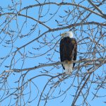 The Eagles of Belle Isle 2