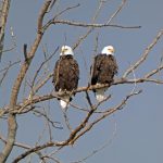 The Eagles of Belle Isle 3