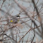 Yellow rumped Warbler by J. Bull