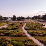 The Oudolf Garden Detroit Represents Resilience and Connection to Detroit's Natural Future 1