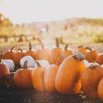 pumpkin patch in Southeastern Michigan