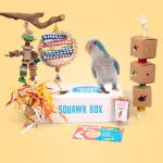 medium squawk box bird box