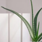 Aloe Vera Plant-Leaf Me Co.