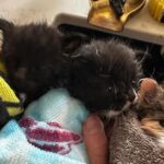Detroit Alley Catz needs funding for kittens