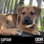 Detroit Dog Rescue Now Offers Puppy Yoga