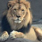 Lion at Detroit Zoo on Official Instagram Page