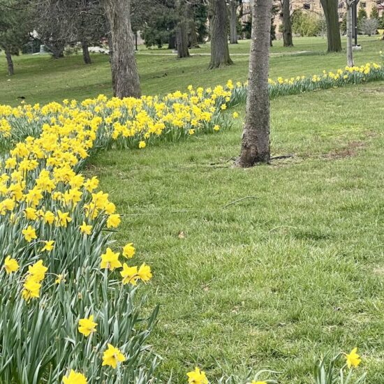 DAFFODILS IN DETROIT