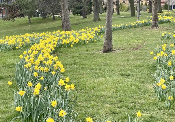 DAFFODILS IN DETROIT