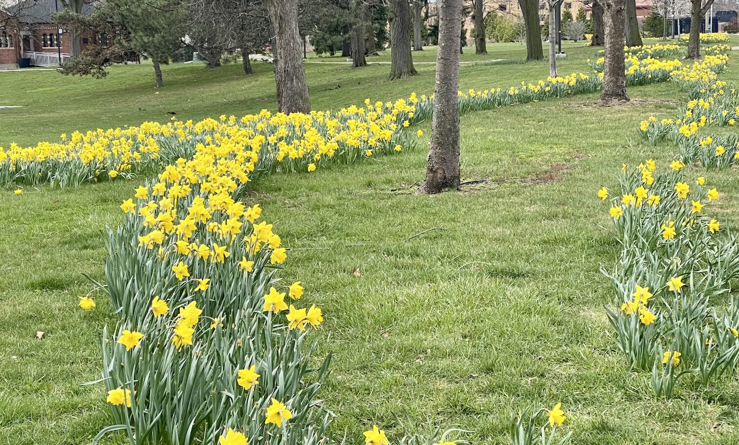 A City in Full Daffodil Bloom