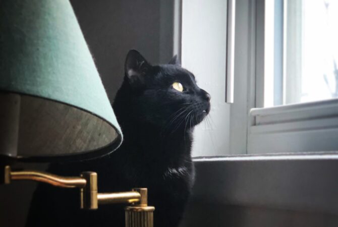 @KYLORENTHEDARKSIDECAT. PHOTO AMI NICOLE / ACRONYM