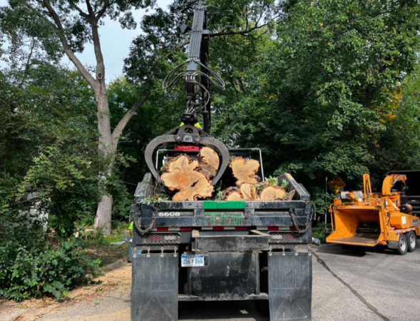 ANN ARBORS FIRST TREE DIVERSION