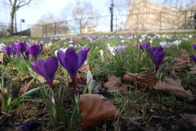 FIELD OF CROCUSES. PHOTO CALL ME FRED / UNSPLASH