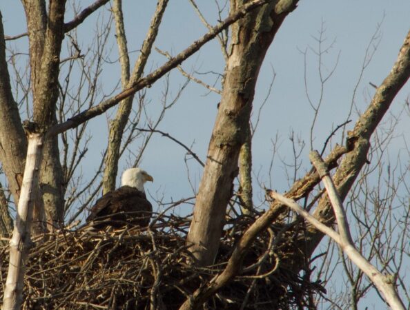 BALD EAGLE. PHOTO CREDIT RON SPANN