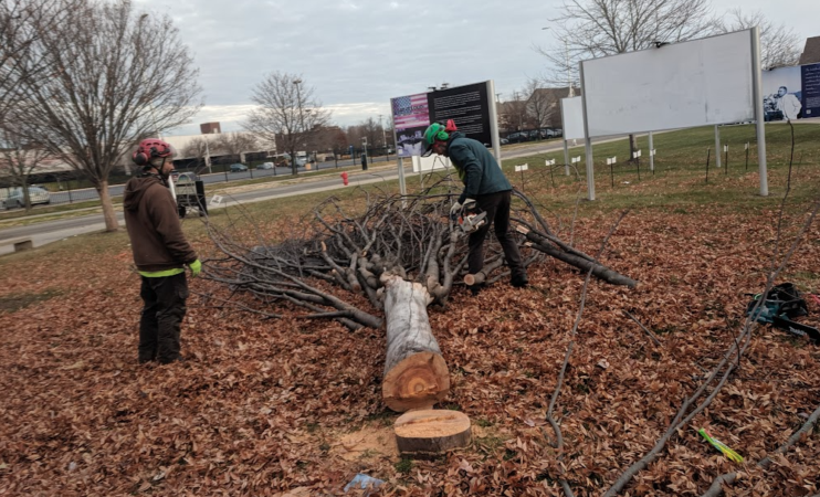 ZELKOVA TREE AT THE WRIGHT