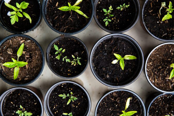 seeds // potted plants // VEGETABLE SEEDLINGS; PHOTO BY MARKUS SPISKE; UNSPLASH