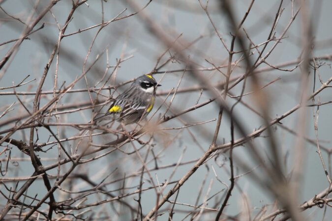 YELLOW-RUMPED WARBLER - JAMES BULL