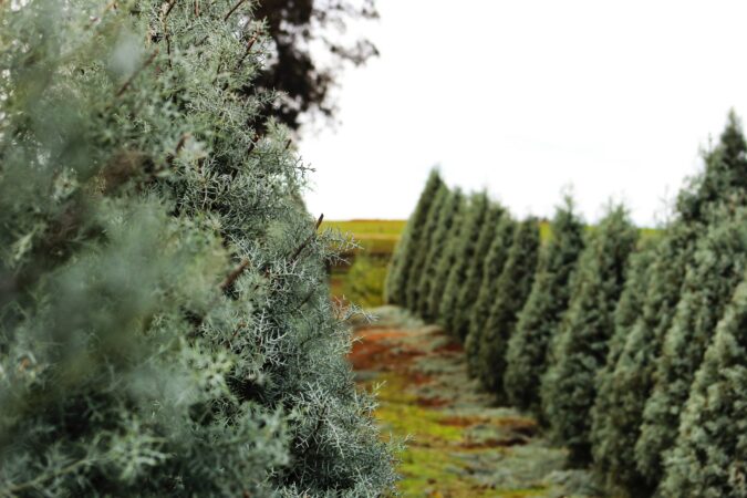 TREE FARMS