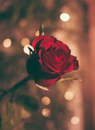 a single rose
