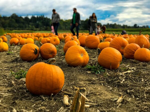 FALL IN METRO DETROIT. PHOTO MARIUS CIOCIRLAN