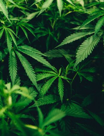 CBD IN DETROIT