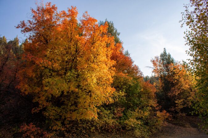 FALL TREES. PHOTO MCCABE COATS / UNSPLASH